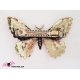 Barrette Steampunk Papillon Rouages